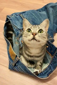 飼い主さんの服の中からニッコリ（画像提供：あんこともなか 充電ねこさん）