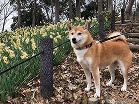 新しい公園のお散歩、なんだかルンルンしちゃう♪　柴「あずき」