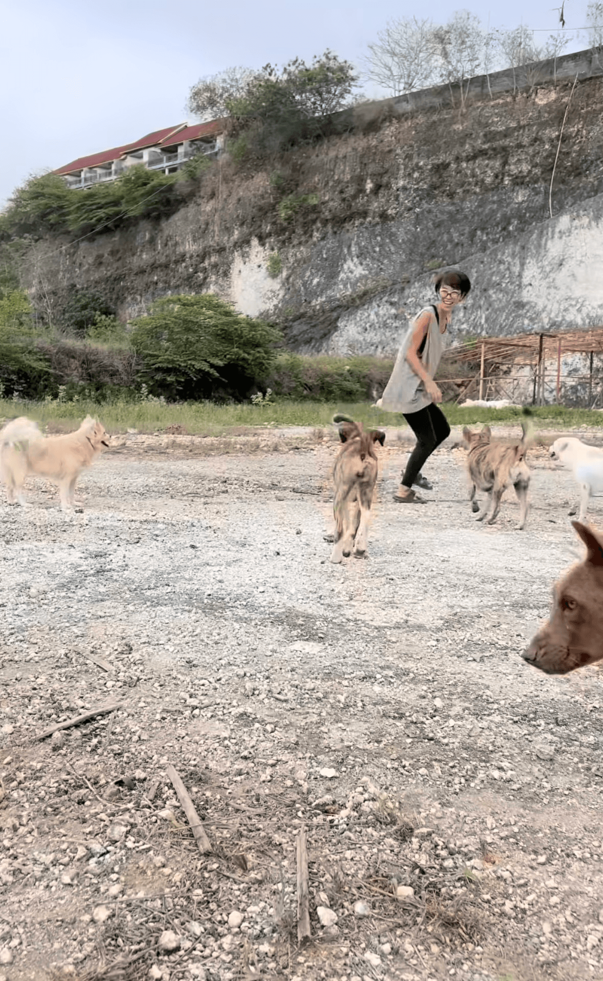庭で元気に駆け回る犬たち／ぱんはな家さん（@pan._.hana）提供