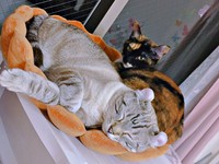 兄猫と一緒にベッドでくつろぐもつちゃん（画像提供：べじたりあん。さん）