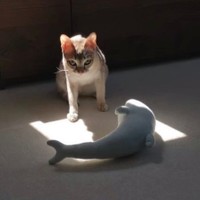 お気に入りのぬいぐるみを暖かい場所に運んであげたルルちゃん（提供：る さん）