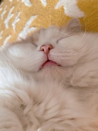 気持ちよさそうな寝顔＝ぽてねのアポロさん（@Hachicotton）提供