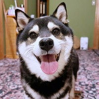 にっこり笑顔がキュートな蘭ちゃん（画像提供：柴犬 蘭さん）
