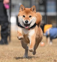 にこにこ笑顔で走るおだしくん（画像提供：柴犬おだしさん）