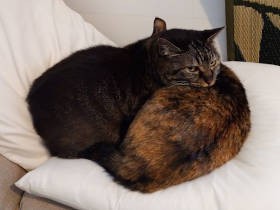 猫の冬の居場所、どうしてる？ 友人の問いで気づいた、“猫団子”で暖め合える幸せ