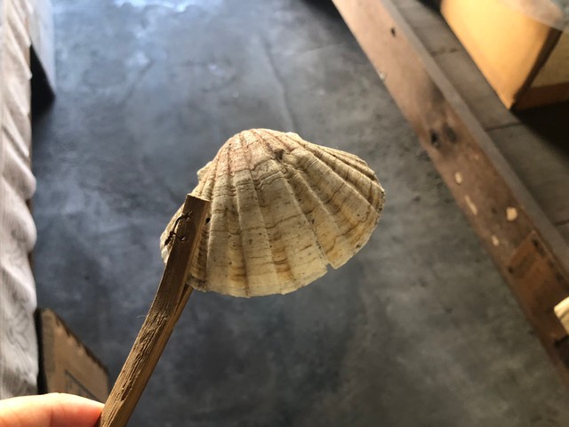 （川北すピ子さん提供）