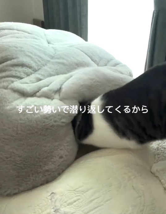 飼い主さんが布団に潜り込んでも、潜り返してくるという（「保護猫きょうだいハレとアメ」さん提供、Instagramよりキャプチャ撮影）