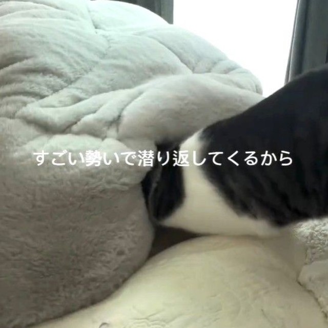 飼い主さんが布団に潜り込んでも、潜り返してくるという（「保護猫きょうだいハレとアメ」さん提供、Instagramよりキャプチャ撮影）