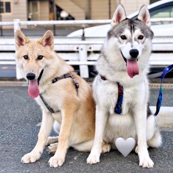 散歩中、にっこり笑顔の（左から）妹・ラルフちゃん、兄・グレイくん（画像提供：グレイ ラルフさん）