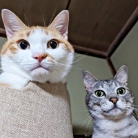 「おかえりなさい！」 飼い主さんを出迎える（左から）みやびちゃん、しまちゃん（画像提供：ふみさん）