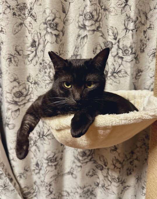 ハンモックでくつろぐ虎くん（画像提供：寿々さん）