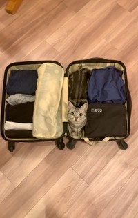 あんこさんもピッタリ（あんこともなか充電ねこさん提供）