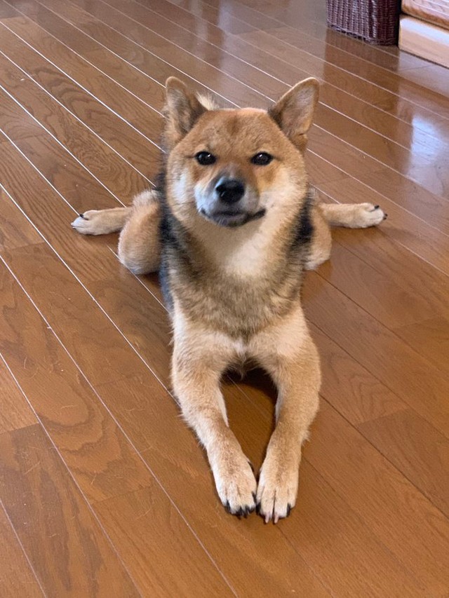 真剣な表情でしっかり話を聞くお嬢ちゃん（胡麻毛の柴犬｢お嬢」さんTwitterより）