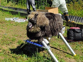 番犬ならぬ「オオカミロボ」で農作物守る　吠えて光って害獣撃退