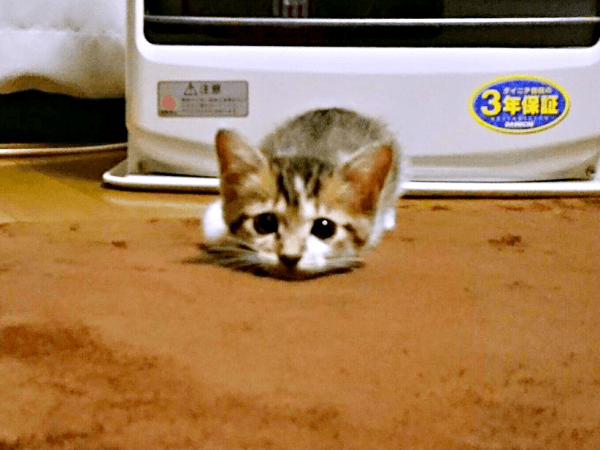 狙ってる！？ 真剣な面持ちでこちらを見つめるつくねちゃん（画像提供：猫目さん）