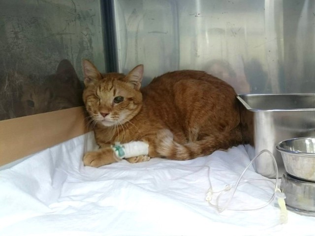 2019年、食道狭窄になって入院したとき