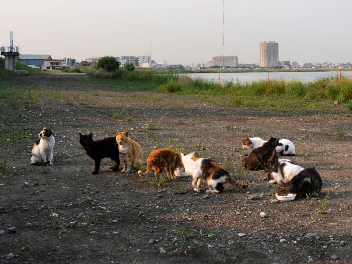 シロが過ごしていた多摩川の河川敷　扶桑社/(C)太田康介