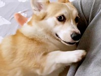 撫でるのを止めると…横目でチラリと見ながら前足でホリホリするあんずちゃん（画像提供：ばなななさん）