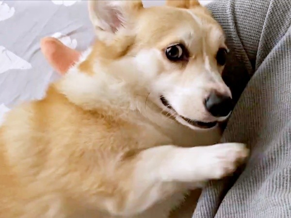 撫でるのを止めると…横目でチラリと見ながら前足でホリホリするあんずちゃん（画像提供：ばなななさん）
