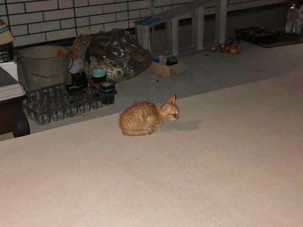 庭に現れた生後推定3カ月のおぬくん（画像提供：おぬどんさん）