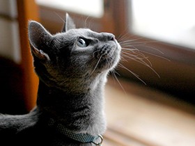 ペットの裁判例が少ないワケ