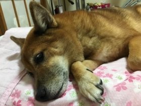 保健所から助けられた雑種犬なつお　家族に全力で愛されて