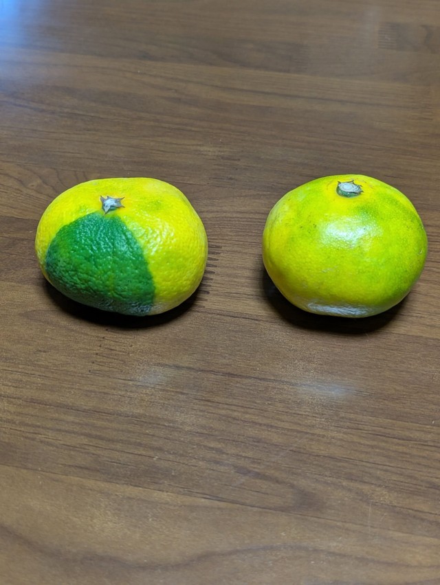 葉っぱかと思いきや…緑色なのは皮自体（オレンジさん提供）