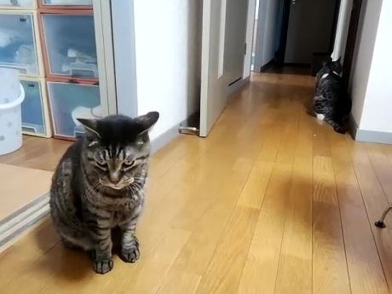 ズームでの取材中に姿を見せてくれたトラ。数メートル先にモンジの姿が！