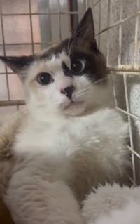 母猫も無事に保護！（「NPO法人愛Cat」さん提供）