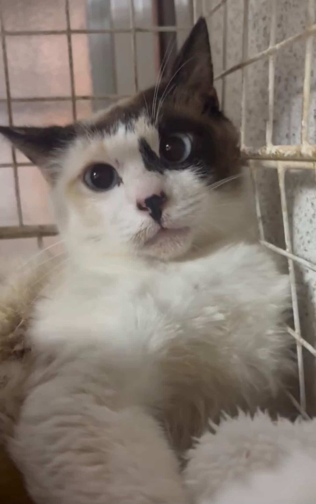 母猫も無事に保護！（「NPO法人愛Cat」さん提供）