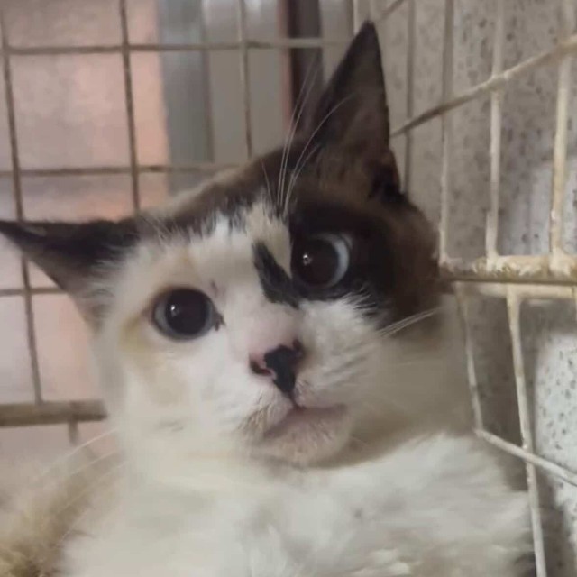 母猫も無事に保護！（「NPO法人愛Cat」さん提供）