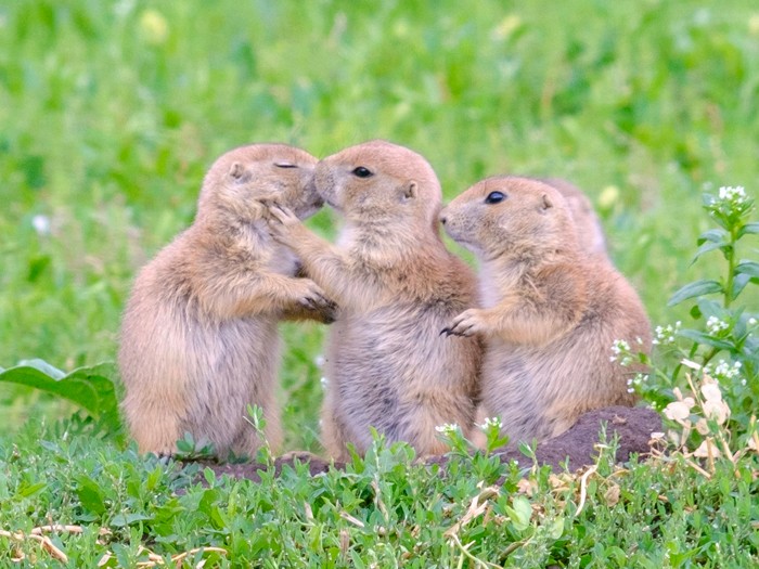 僕らは草原のイヌと呼ばれるプレーリードッグ！kissとハグが大好き（「kiss!」より、小学館提供）