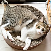 爪研ぎボウルに入ってゴロンと寝そべるポポくん（画像提供：YuuuuJtny-Kさん）