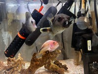 飼育されているゴマハギ、コクテンフグ、ホシゴンベ（提供：だんごむすめさん）