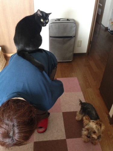 小野さんの母親とヤギとくま。母親の協力を得ながら、ヤギには1日3回、心臓病の薬を飲ませている（小野さん提供）