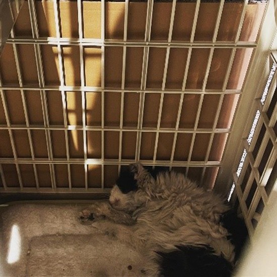 捕獲直後、食べ物に口をつけない（けいさん提供）