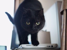 ２本足で立つ姿がレッサーパンダ？　あのアイドルに名前をもらったマンチカン「ふう」