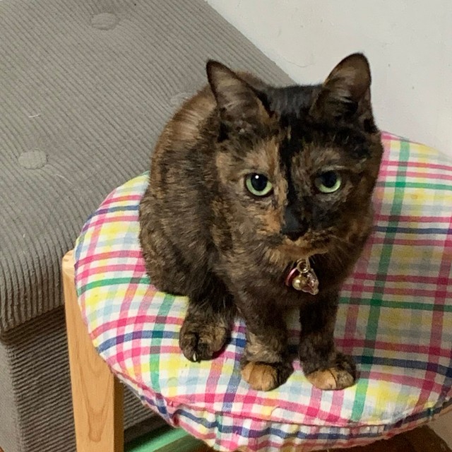 ３本脚でも、元気にみんなと遊ぶこともできた＝ねこママさん（@sanaemama4422）提供
