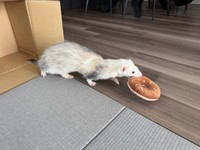 ドーナツのぬいぐるみをくわえて駆け回るるーさん（画像提供：うたちゅん 夫婦共同どうぶつ垢さん）