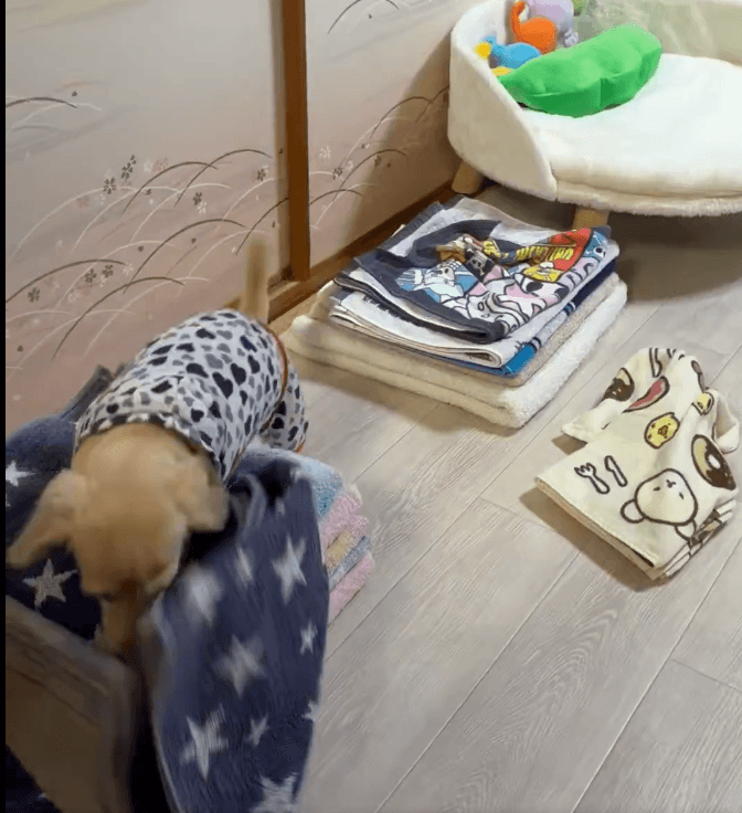 洗濯物があれば毎回崩しにやってくる。タオルが散らかるまで遊ぶ（ほんわか姉妹さん提供）
