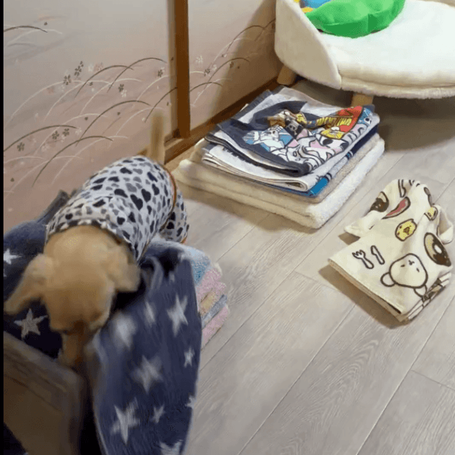 洗濯物があれば毎回崩しにやってくる。タオルが散らかるまで遊ぶ（ほんわか姉妹さん提供）