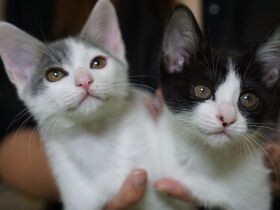 猫の預かりボランティア涙の奮闘　出産に立ち会いホロリ、譲渡先が決まってホロリ