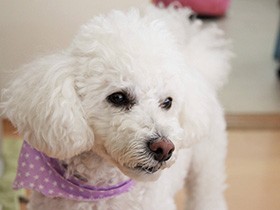 のり、納豆、豆腐……和食とボールが大好きなトイプー「アリス」