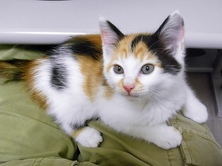 家にきたころの「くるみ」