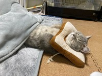 コタツのくつろぎ方が人間すぎるいわしくん（画像提供：いわし先生さん）