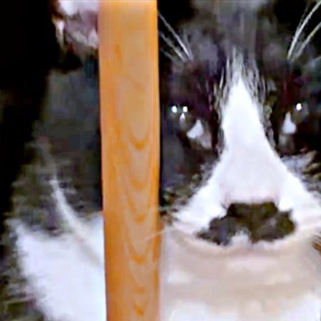 挟まれてる！？ おもしろ顔になったひげちゃん（画像提供：こけむすさん）