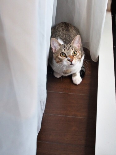 お外のウォッチングも大好き