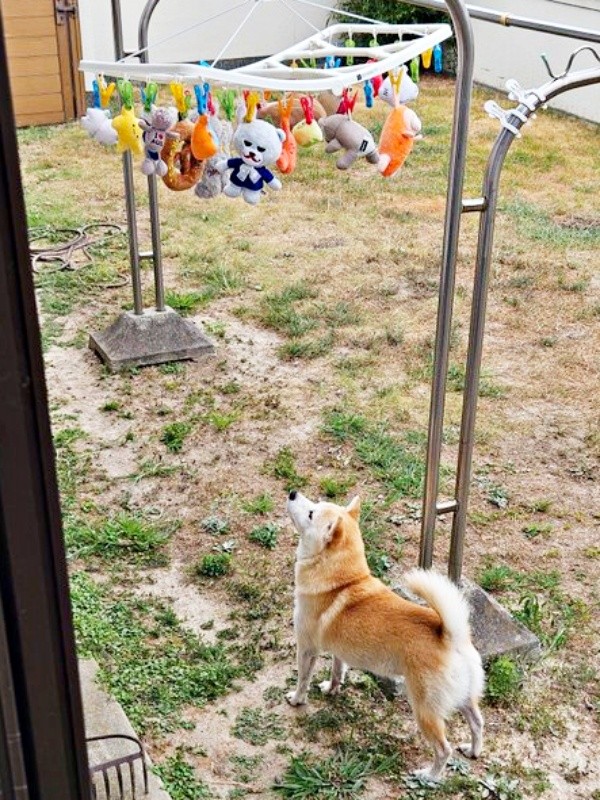干されたおもちゃを、じっと見上げるツムちゃん（画像提供：ママさん）