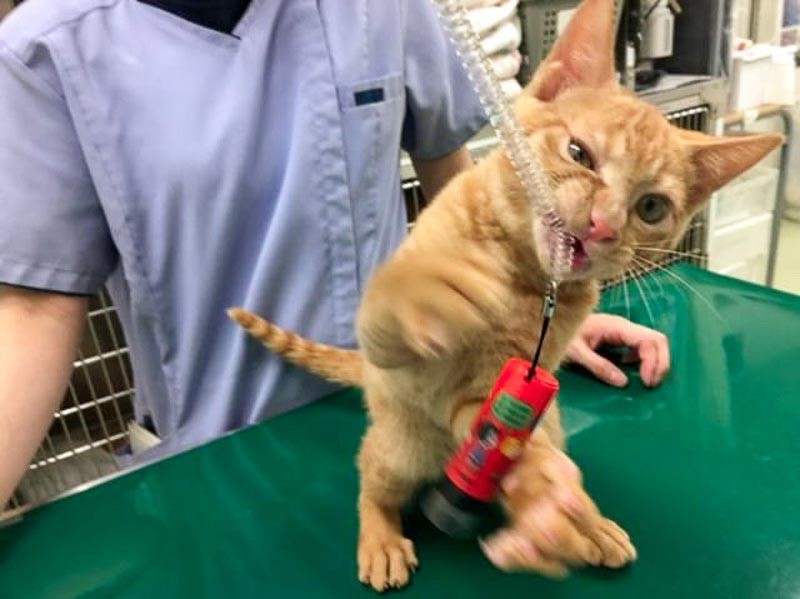 荒ぶるてびち（保護主さん提供）