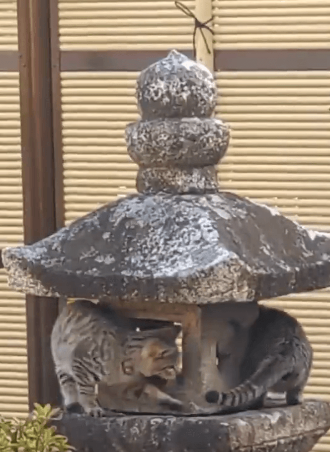 しっぽが気になるニャ！（住職提供）